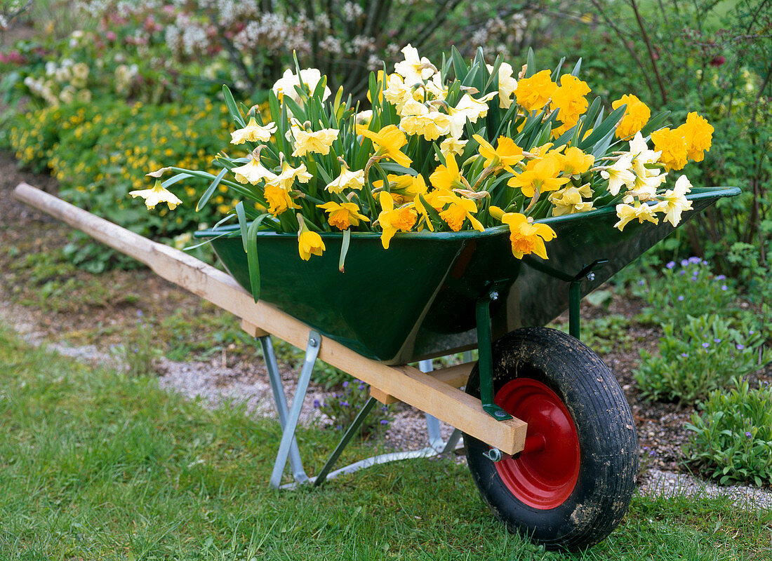 Schubkarre mit Narcissus 'Suada' 'Cassata' 'Double Gold Medal'