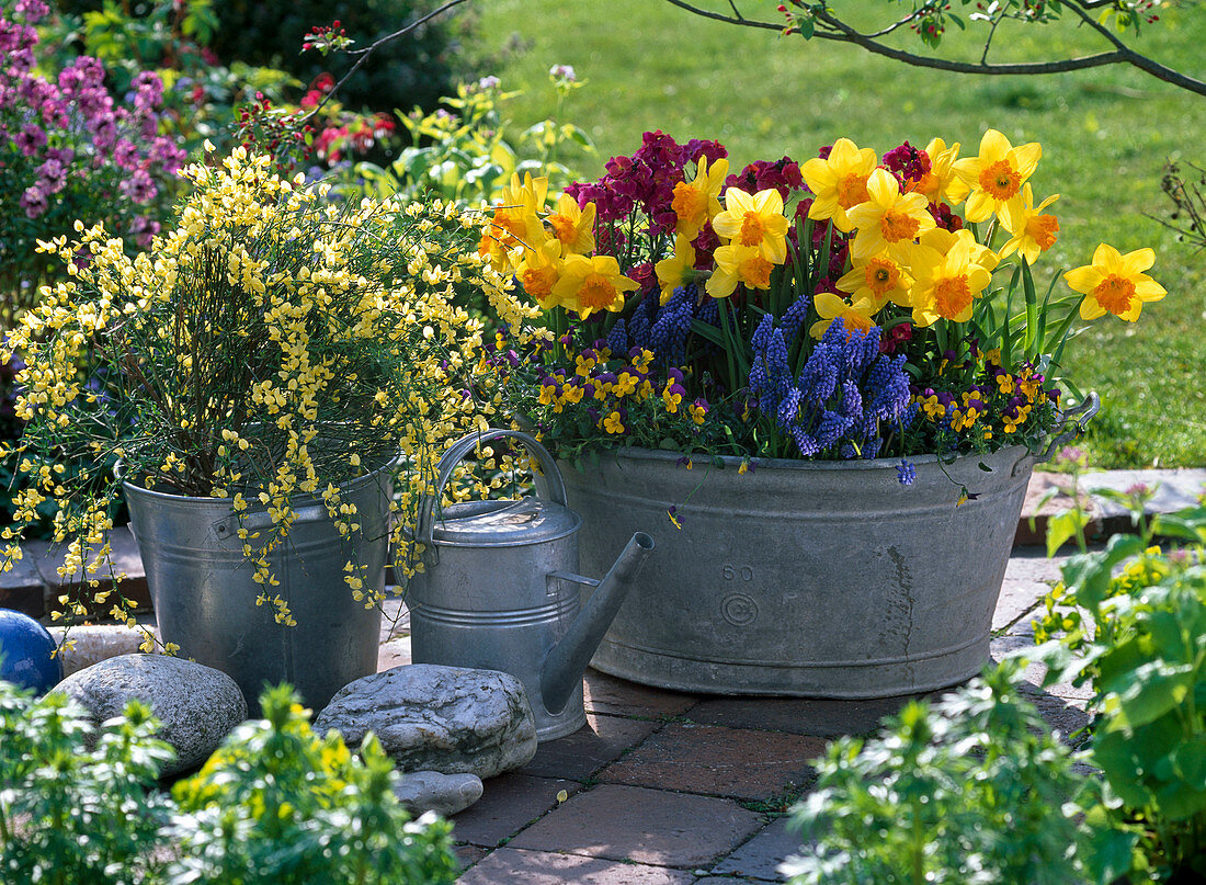 Cytisus (broom), Narcissus 'Suada' (daffodils), Muscari