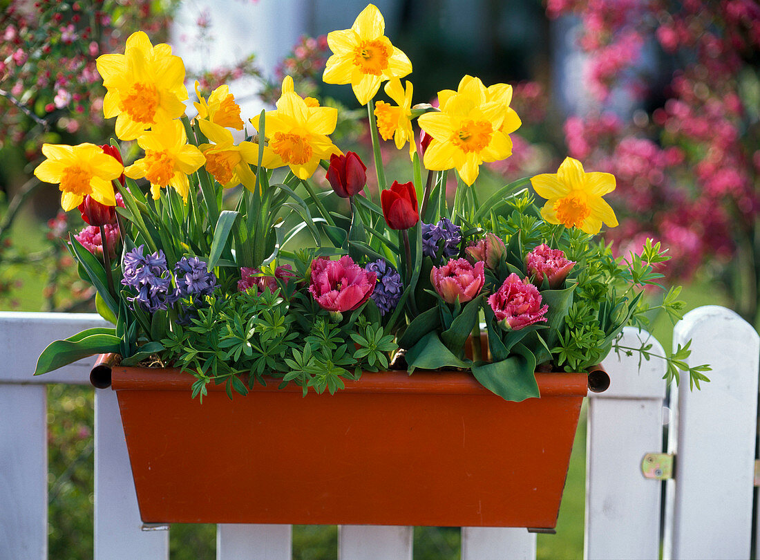 Narcissus 'Suada' (Narzissen), Tulipa 'Matchpoint' 'Couleur Cardinal' (Tulpen)