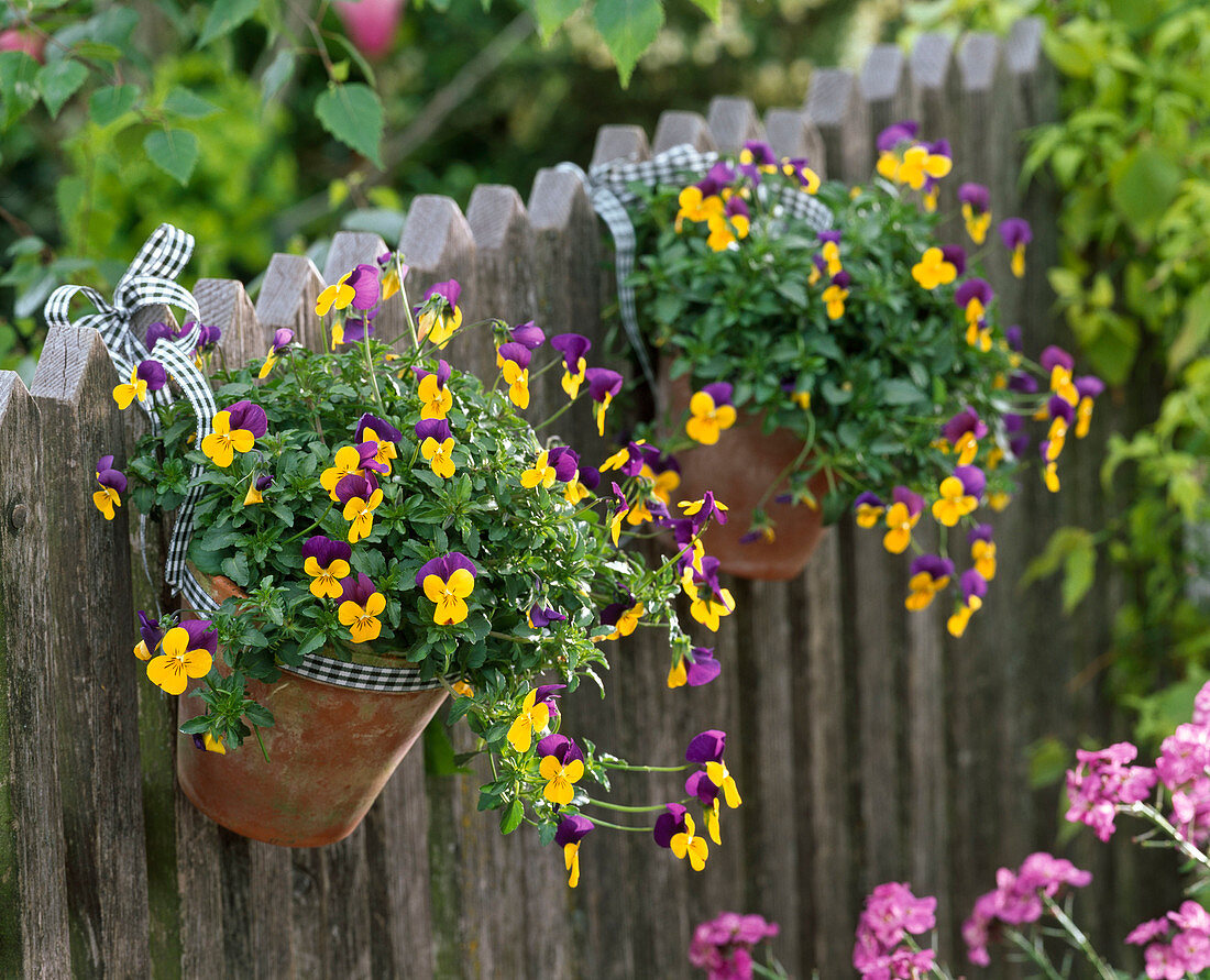 Viola cornuta (horn violet) hung in clay pots on garden fence