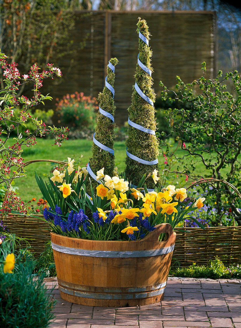Wooden tub planted with Narcissus 'Suada' 'Cassata' (daffodils)