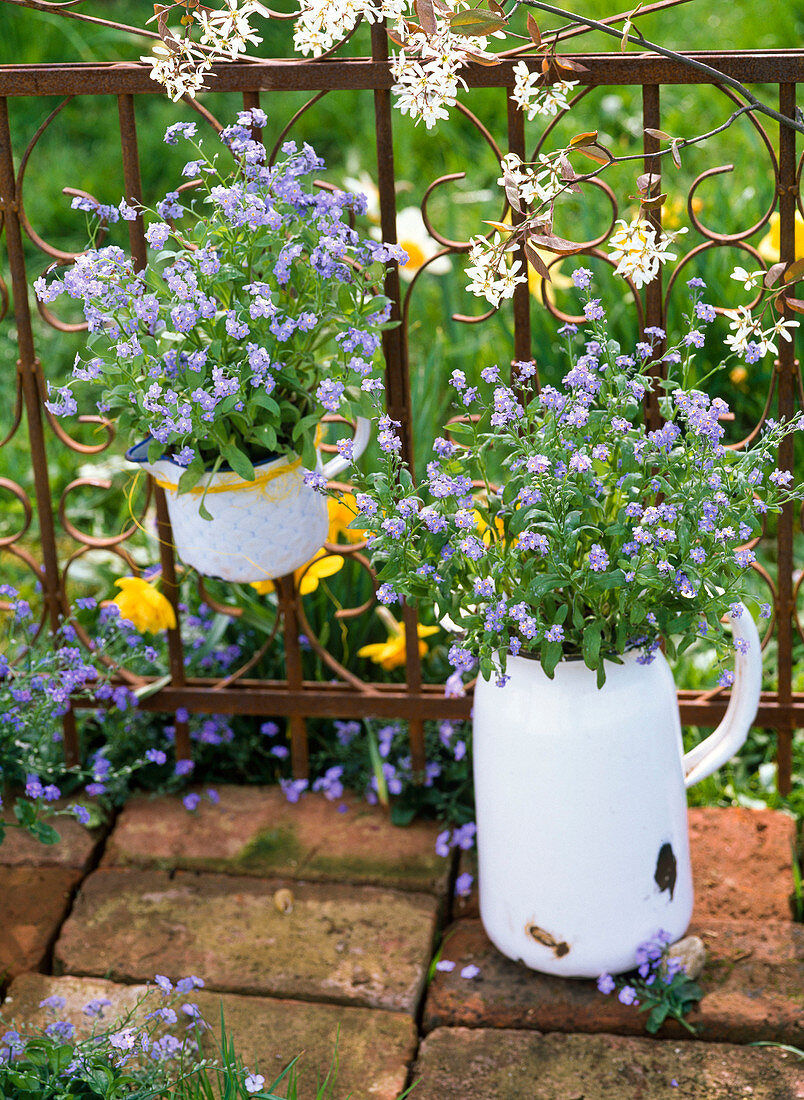 Myosotis 'Myomark' (Forget-me-not) in enamelled pots