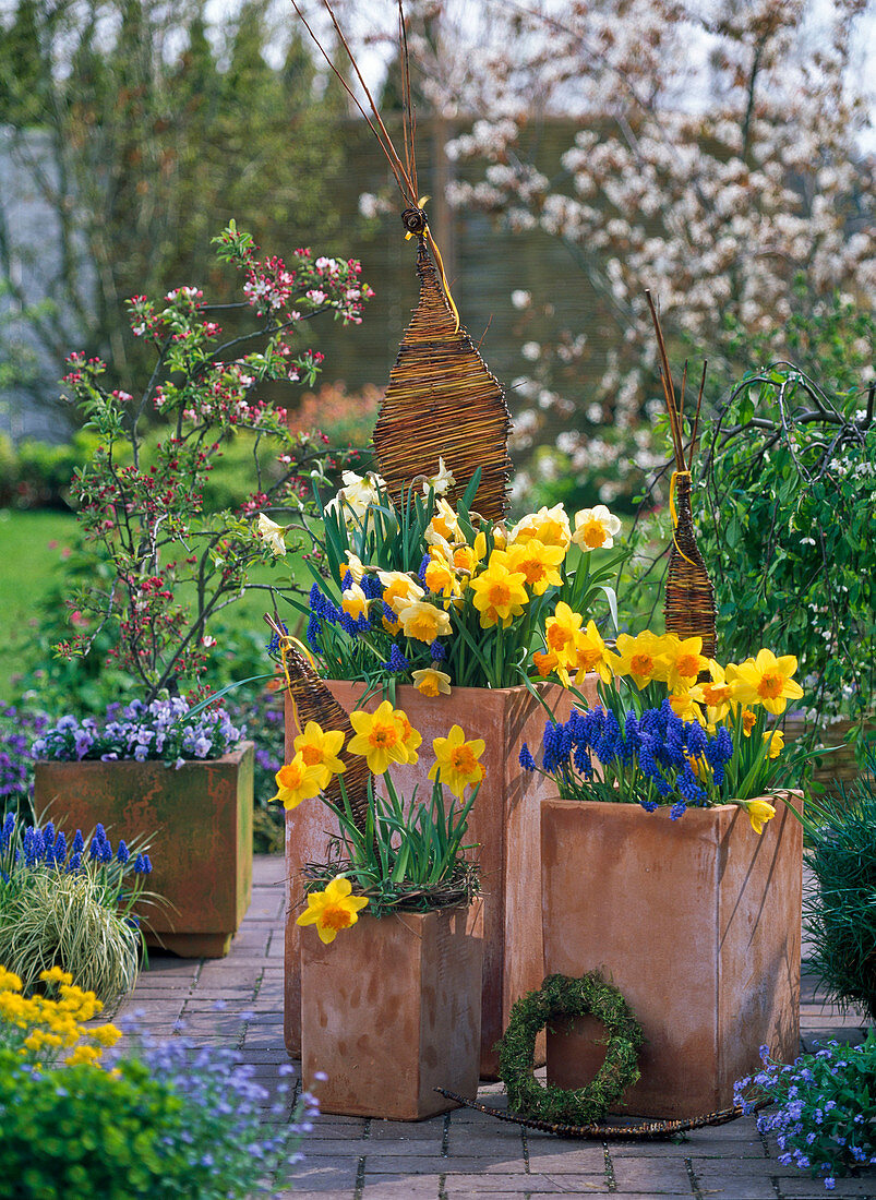 Narcissus 'Suada' Sunshine 'Cassata' (daffodils), Muscari