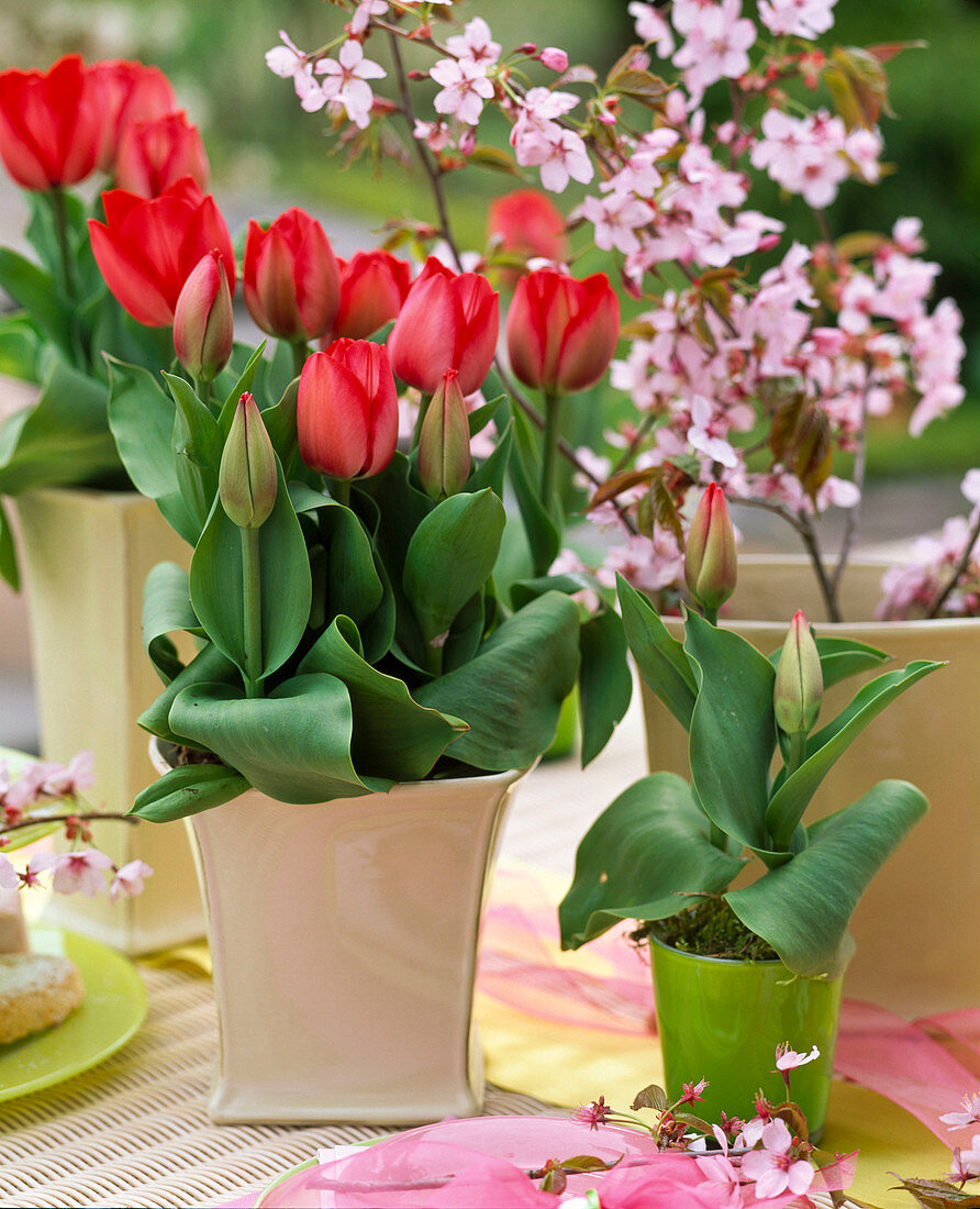 Table decoration with tulips and ornamental cherry blossoms