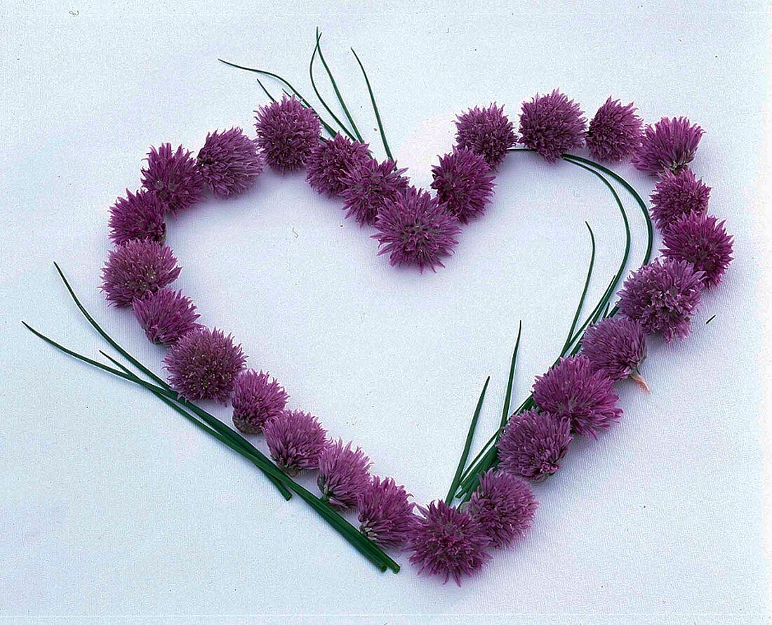 Heart of Allium schoenoprasum (Chives) as a border