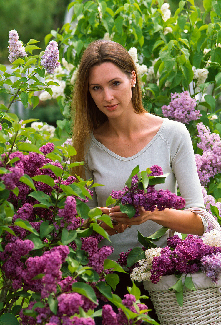 Woman cutting flowers of Syringa (Lilac)