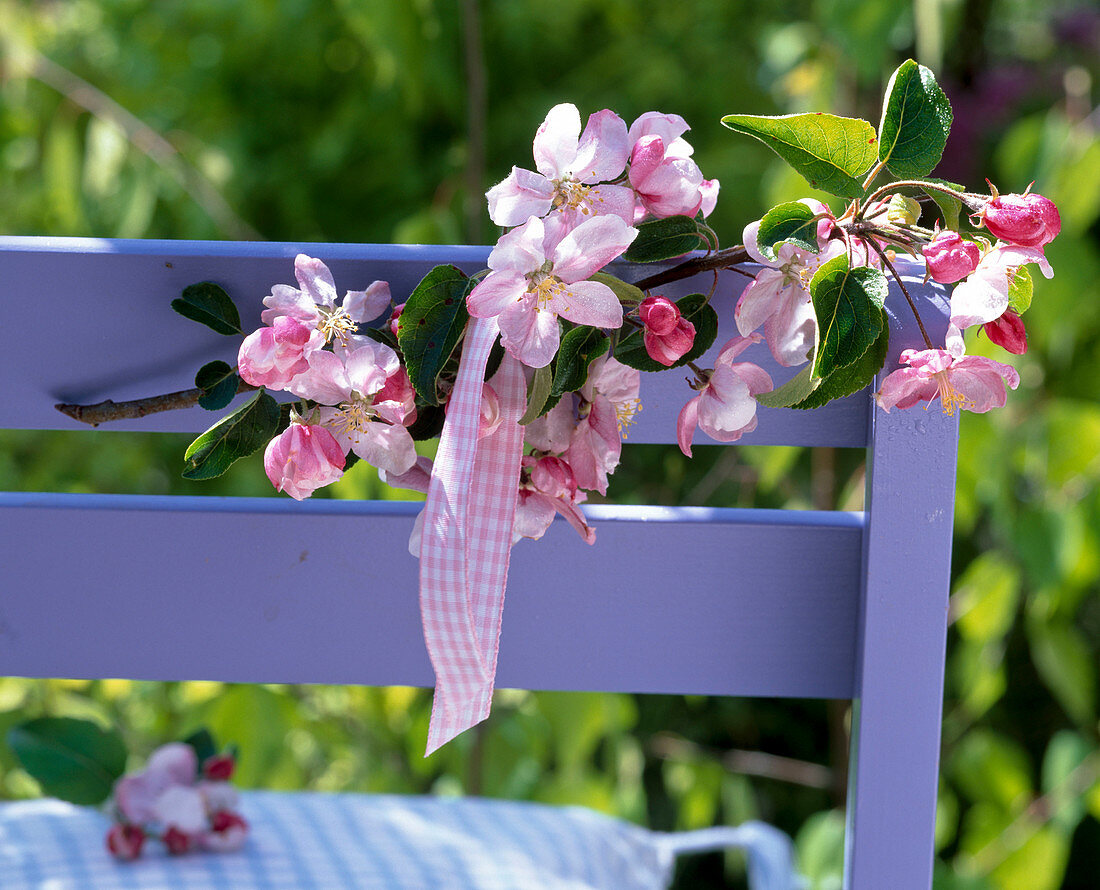 Branch of malus (apple) on chair back