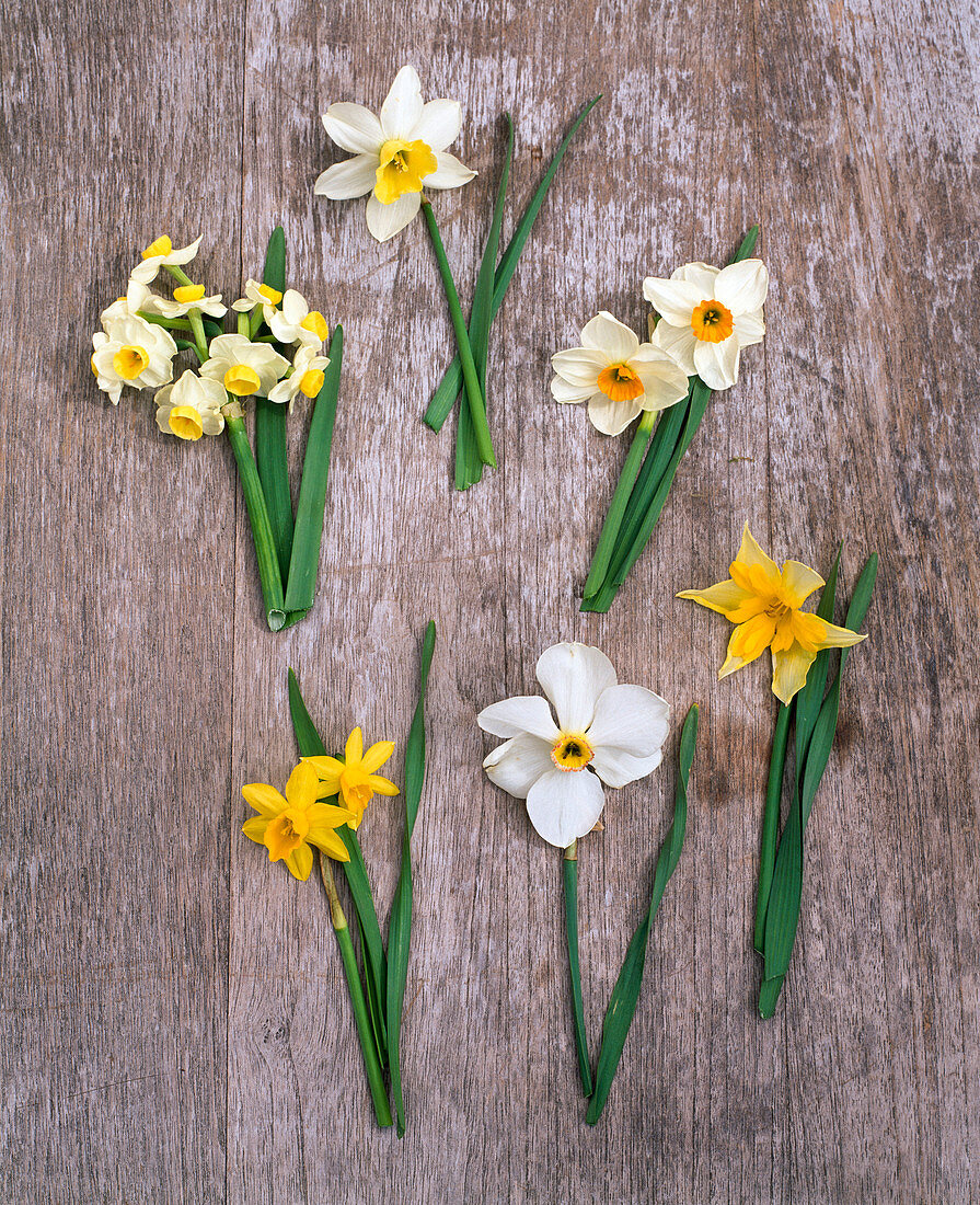 Board with Narcissus V.L.N.R., 'Avalanche', 'Trena', 'Geranium'