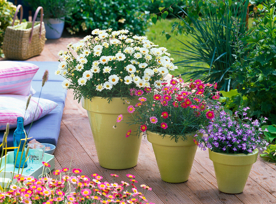 Argyranthemum 'Cream', 'Bright Carmine'