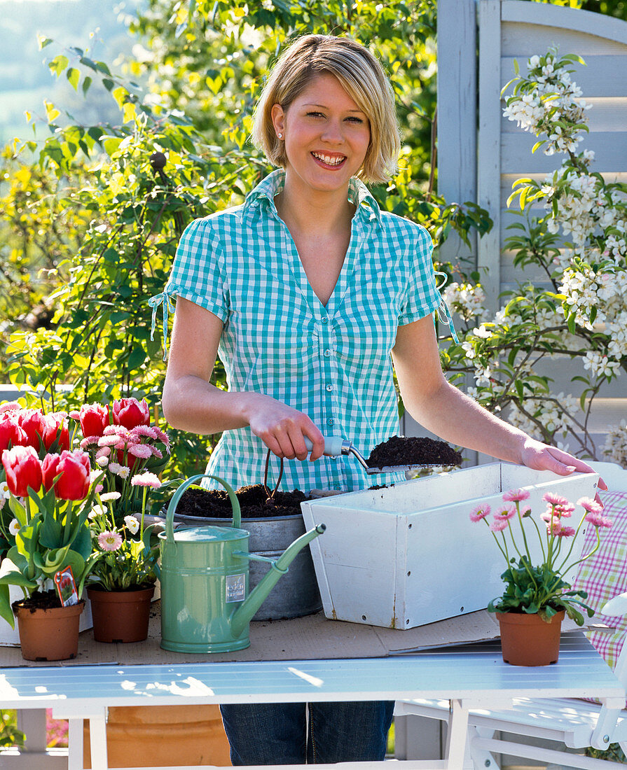 Plant white box with tulips and bellis