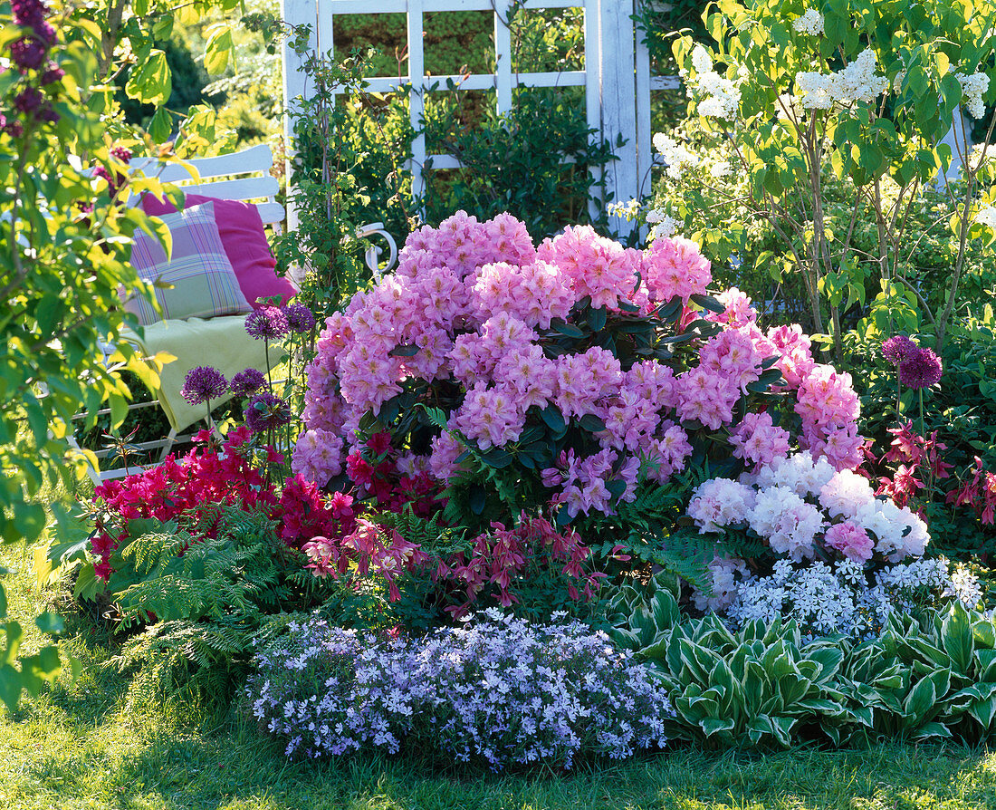 Rhododendron 'Scintillation' and yakushimanum 'Silver Cloud'