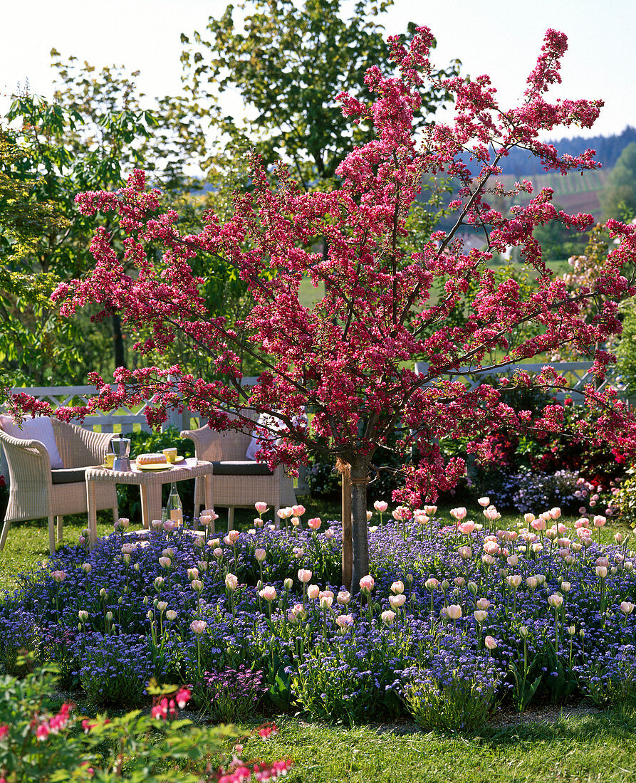 Malus 'Paul Hauber' (ornamental apple) in the middle of a tree disc