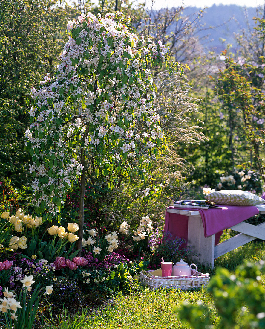 Malus 'Red Jade' (hanging ornamental apple), Tulipa 'Verona', 'Abigail' (tulips)