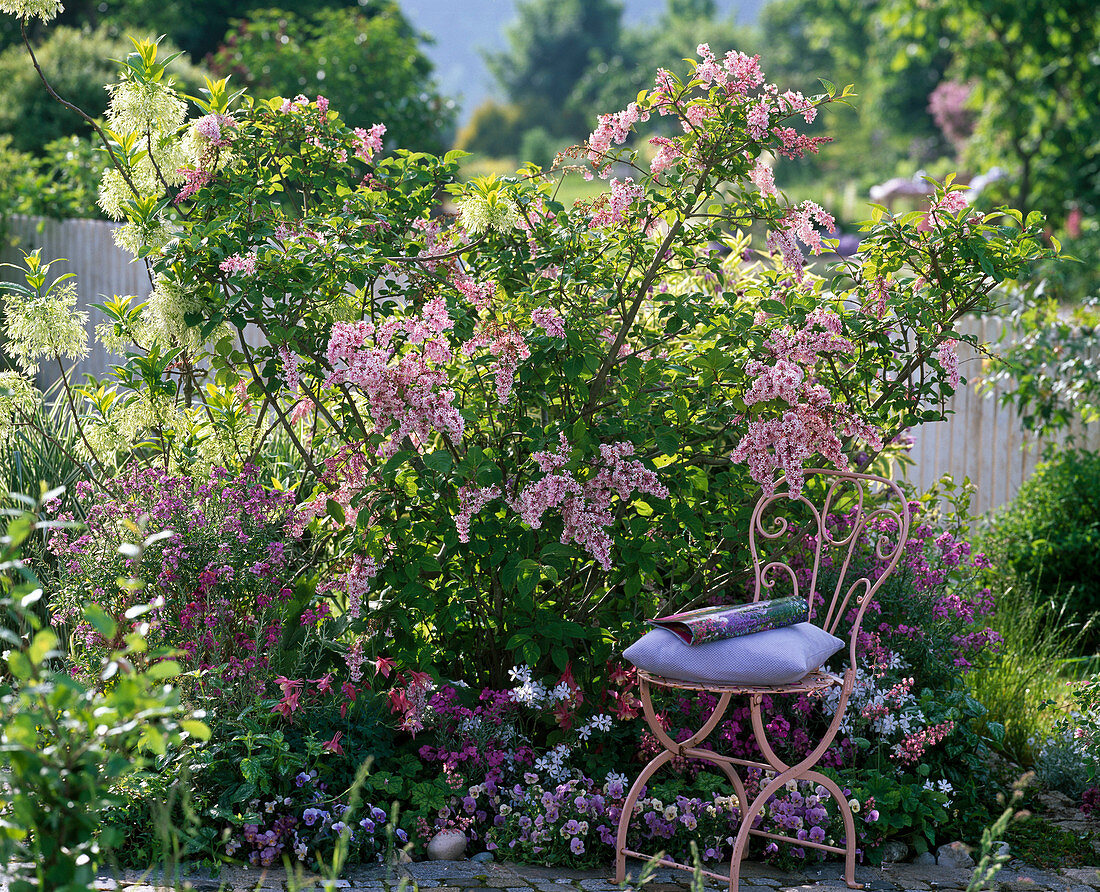 Scented border with Syringa reflexa, Aquilegia, Erysimum