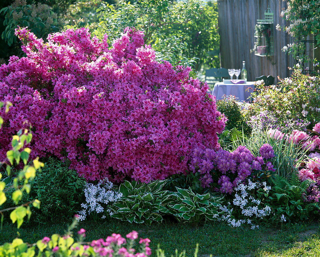 Rhododendron obtusum 'Kermesina' (Japanese Azalea)