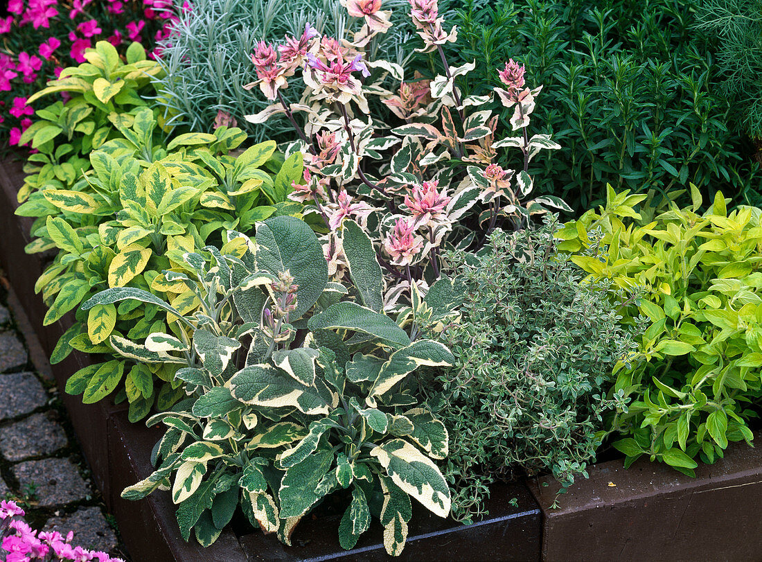 Salvia officinalis 'Icterina', 'Red mill', 'Tricolor' (sage)