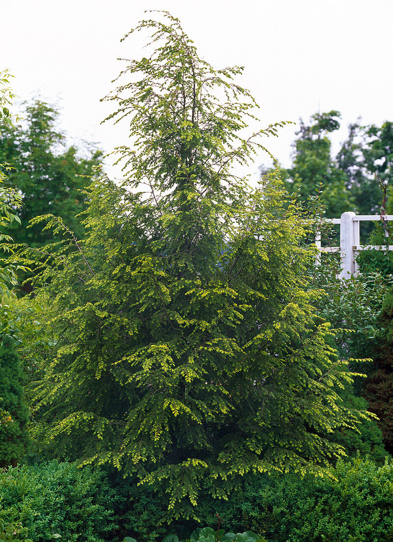 Tsuga canadensis (Kanadische Hemlocktanne)