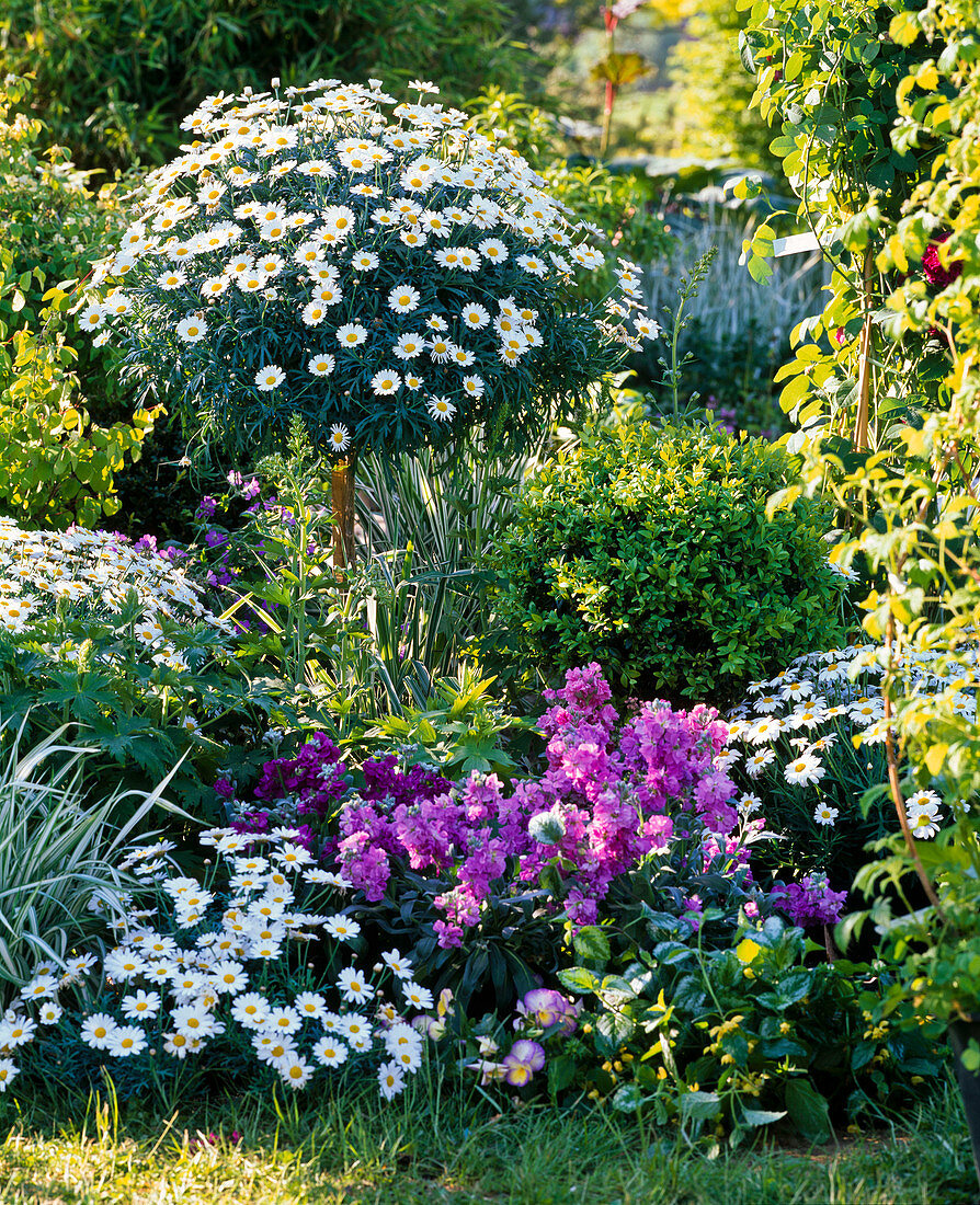 Argyranthemum 'Stella 2000' (daisies), stem and shrubs