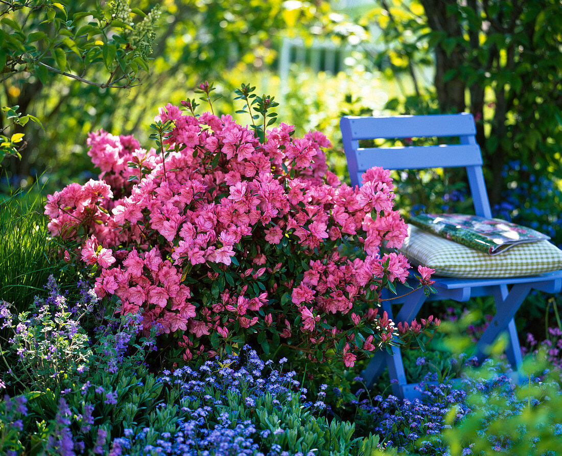 Rhododendron 'Blaauw's Pink' (Japanese azalea)