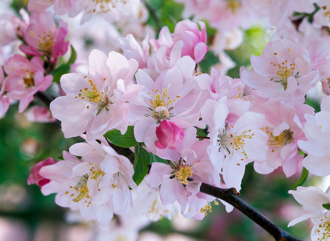 Malus 'Van Eseltine' (ornamental apple), flowering branch