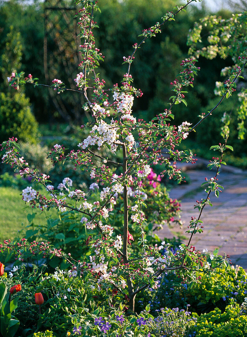 Malus (Zierapfel) im Beet mit Stauden und Frühlingsblumen