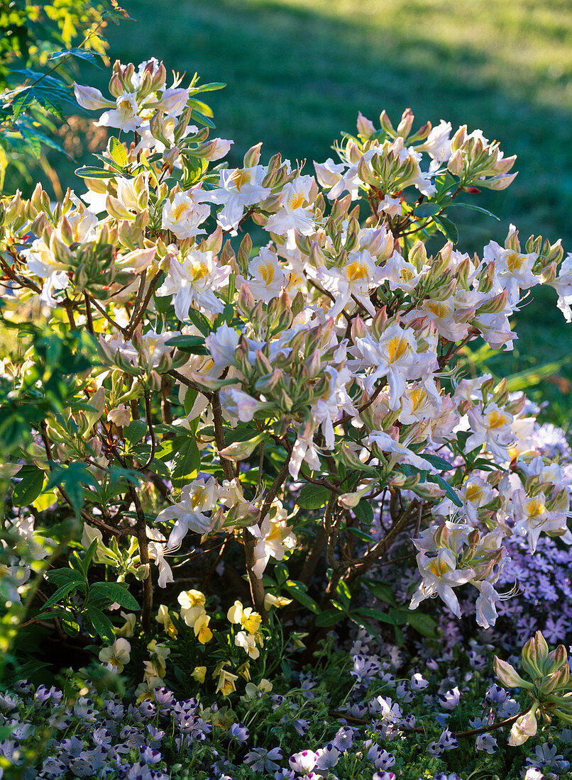 Rhododendron 'Daviesii' (Garden Azalea)