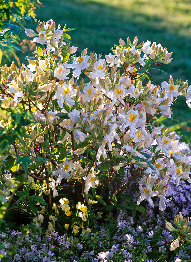 Rhododendron 'Daviesii' (Garten-Azalee)