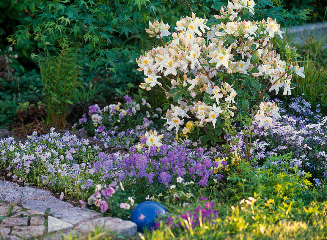 Rhododendron 'Daviesii' (garden azalea)