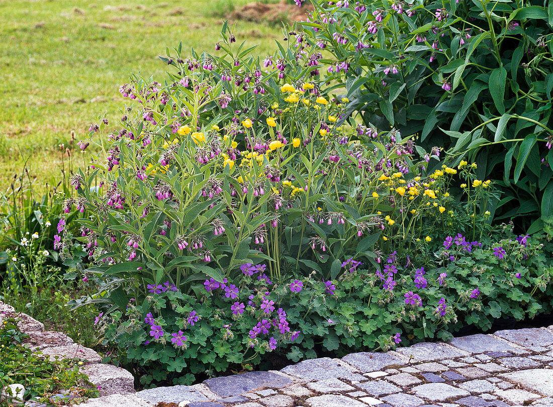 Blue-yellow bed with Geranium Renardii 'Philippe Vapelle'