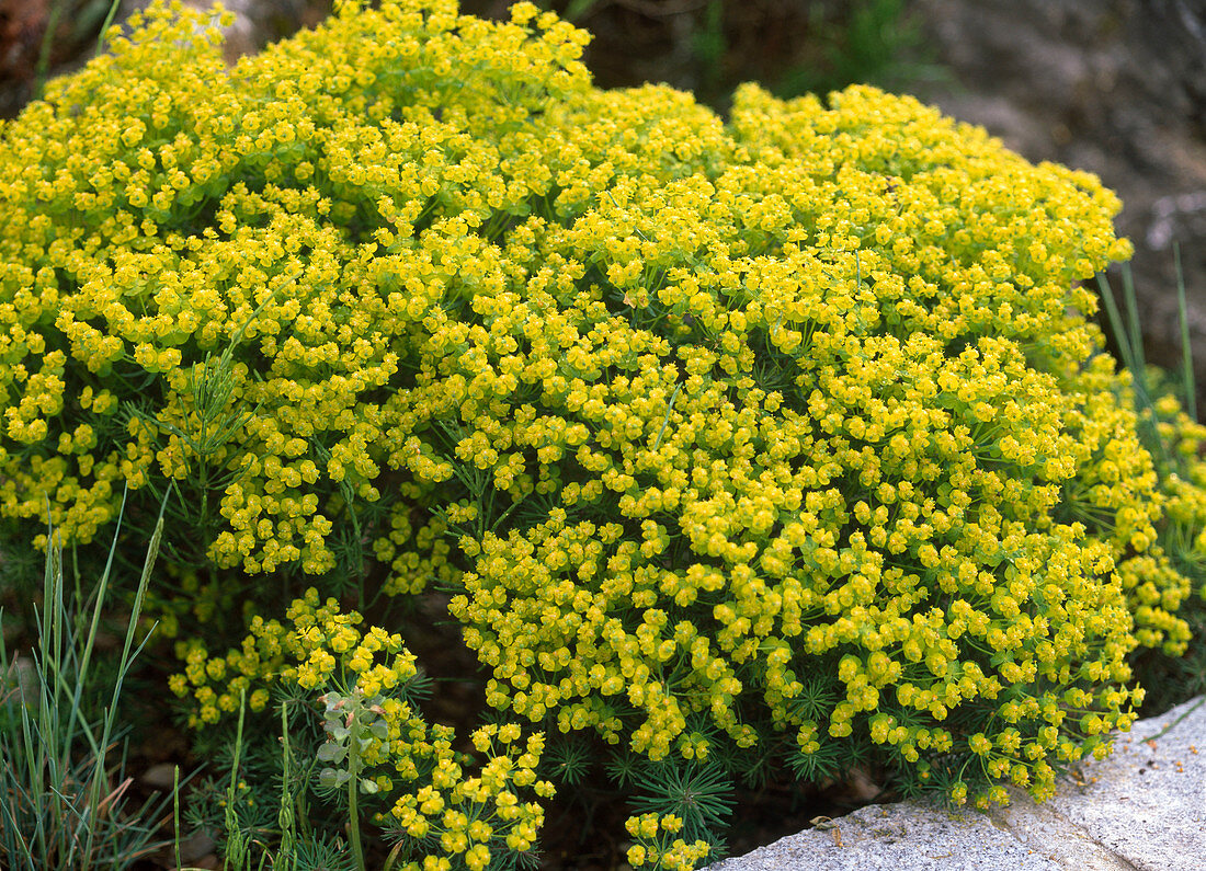 Euphorbia cyparissias 'Clarice Howard' (Zypressenwolfsmilch)