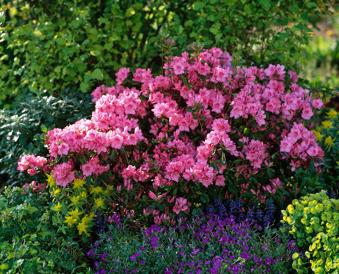 Rhododendron 'Blaauw's Pink' (Japanische Azalee), Aubrieta