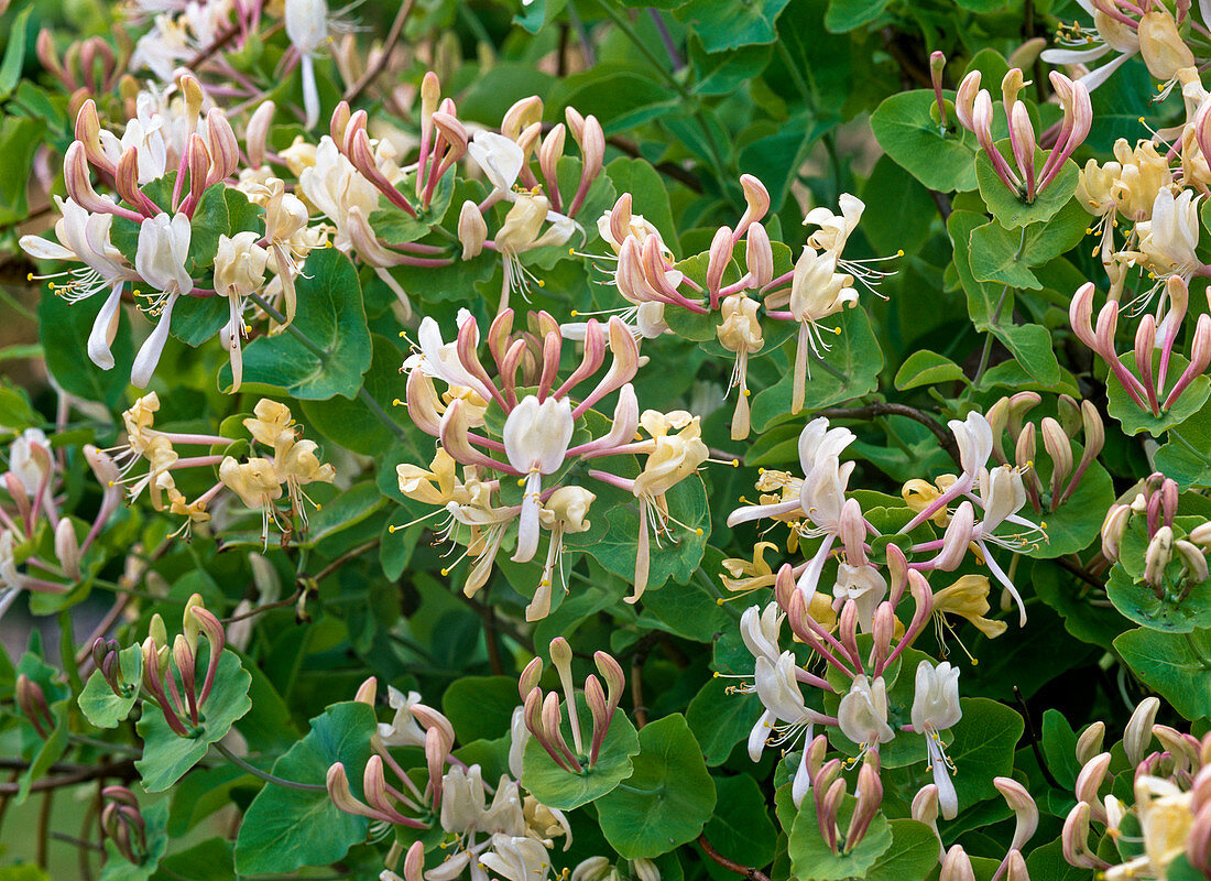 Lonicera caprifolium (Honeysuckle)