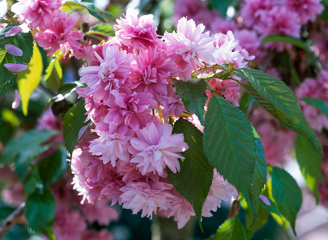 Prunus serrulata 'Kiku-Shidare-Zakura' flowers