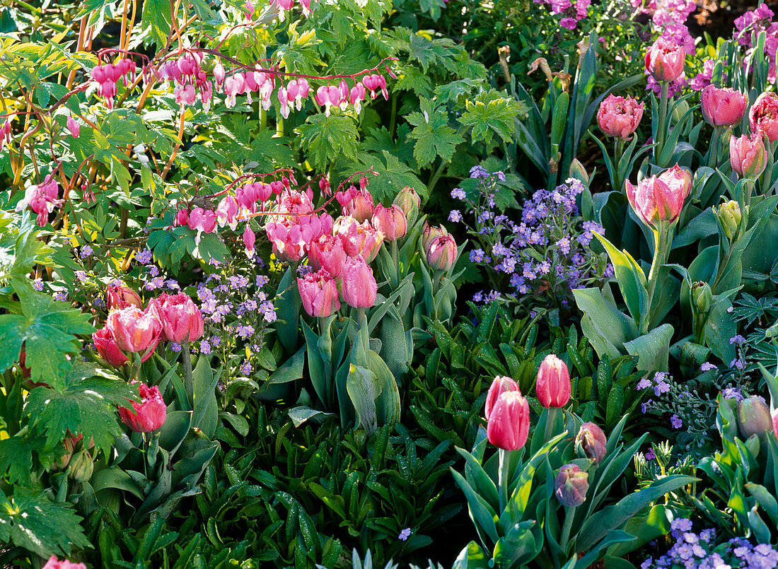 Tulipa 'Matchpoint' (Tulpen), Myosotis