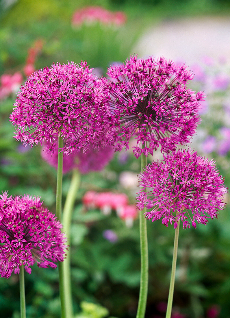 Allium aflatunense 'Purple Sensation' (Globe leek)