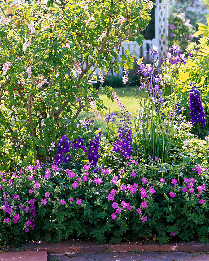 Geranium gracile 'Sirak' (Cranesbill)