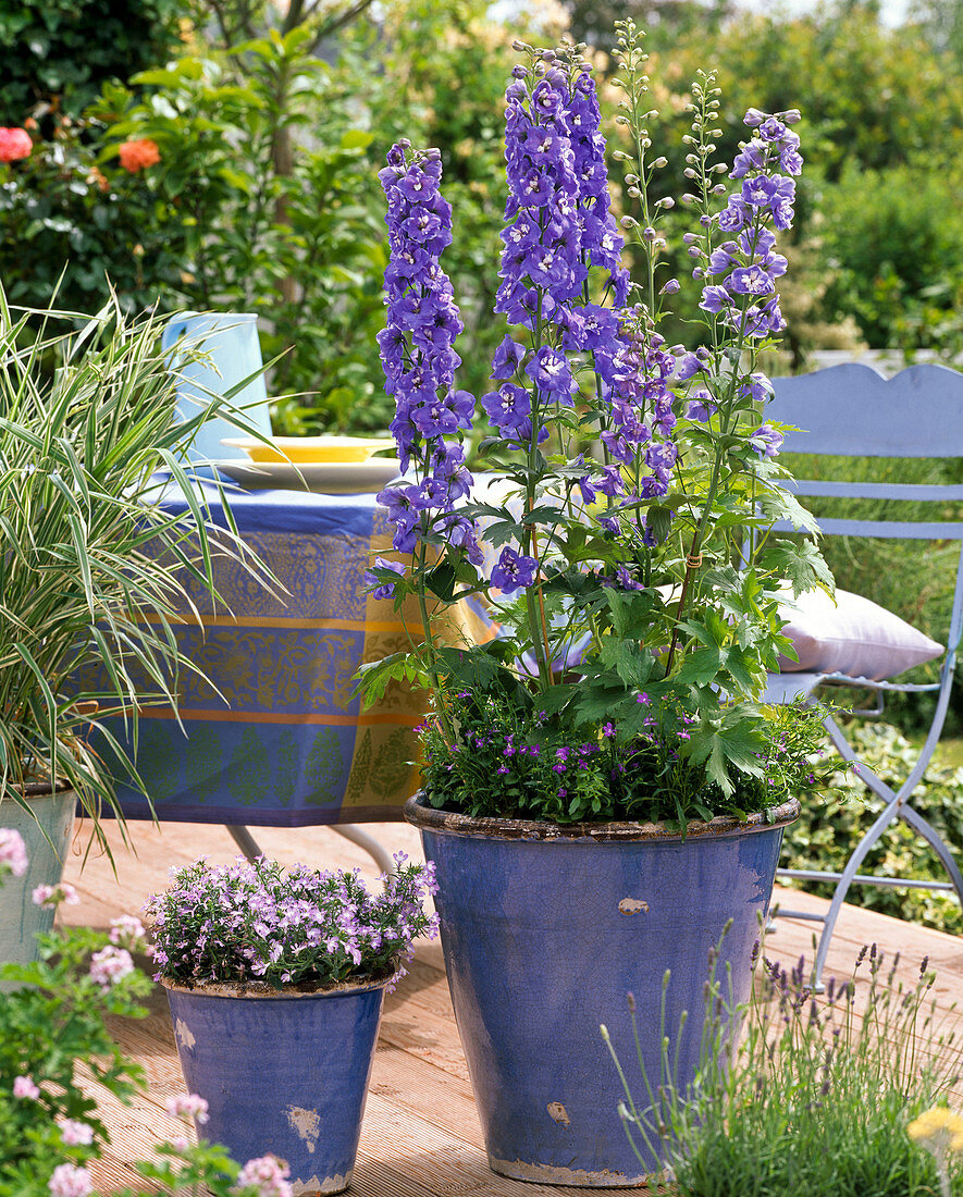 Delphinium Magic Fountain 'Blue' (Rittersporn)