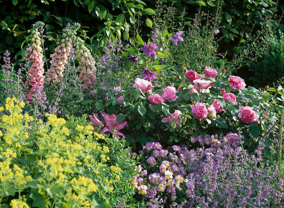 Rosa 'Mary Rose' (Englische Duftrose), öfterblühende Strauchrose