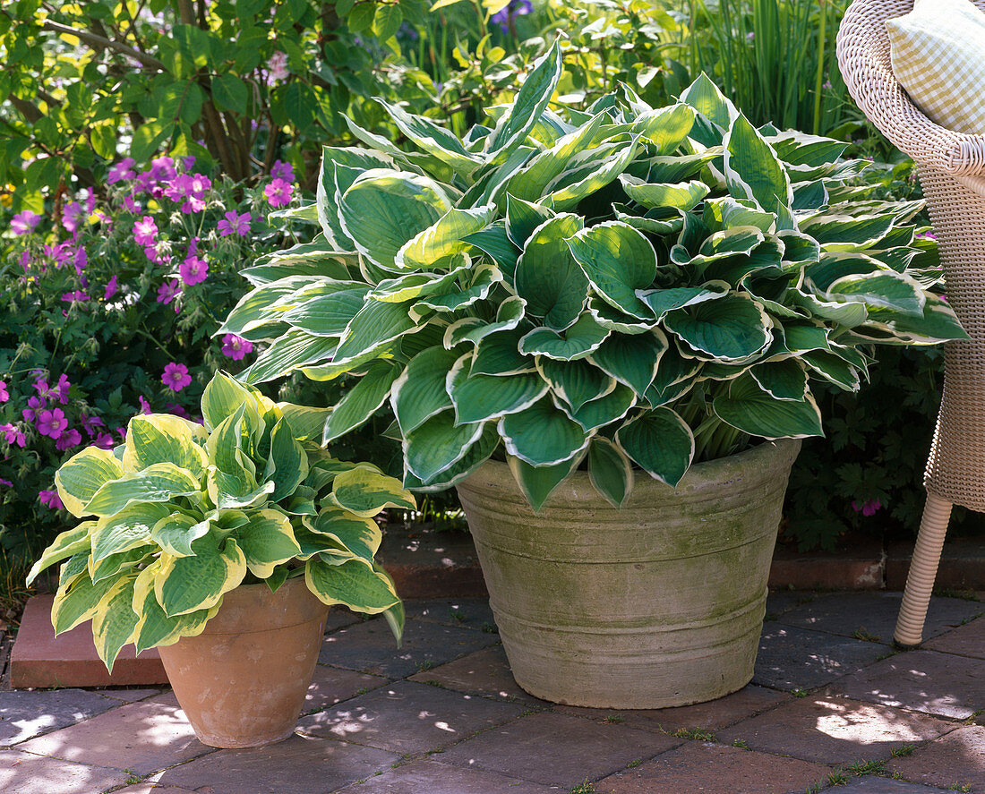 Hosta 'Francee' with white border, 'Fortunei Aureomarginata'