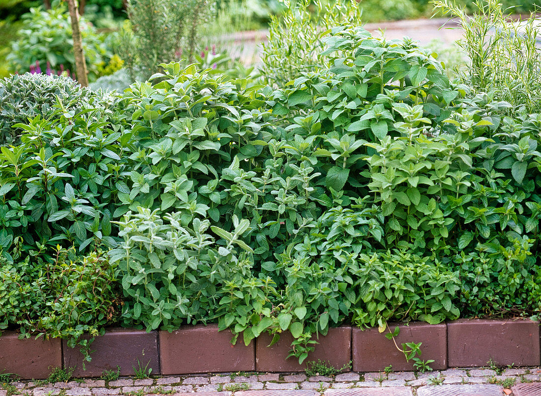 Bed with Mentha (mint), various types of mint