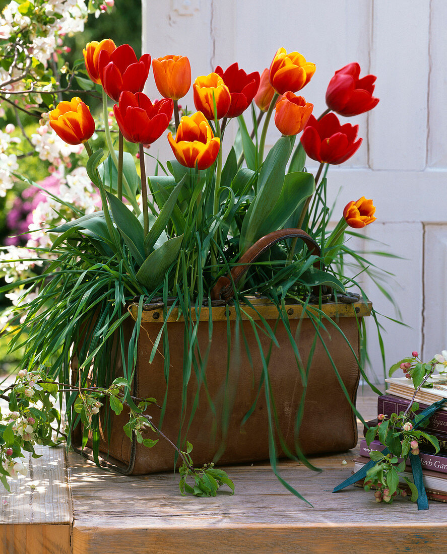Tulipa 'Kees Nelis' (gelb-rot), 'Couleur Cardinal' (rot) 'Annie Schilder'