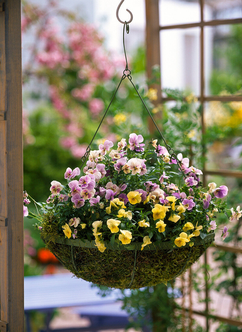 Viola cornuta (Horned Violet) in Hanging Basket