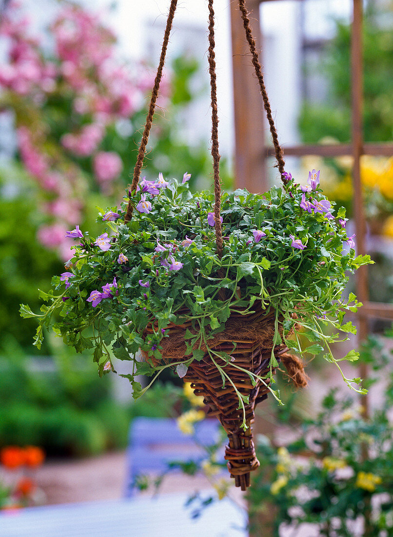 Mazus reptans in hanging basket