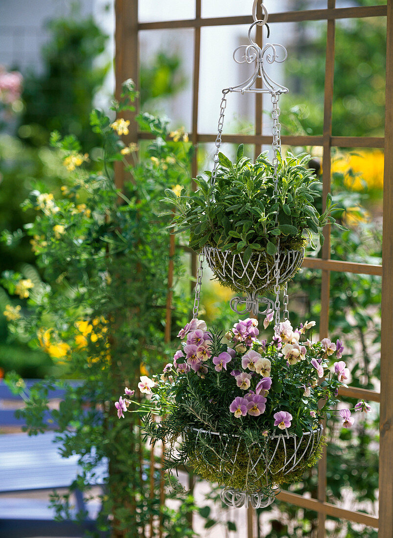 Wire basket etagere planted with Viola cornuta