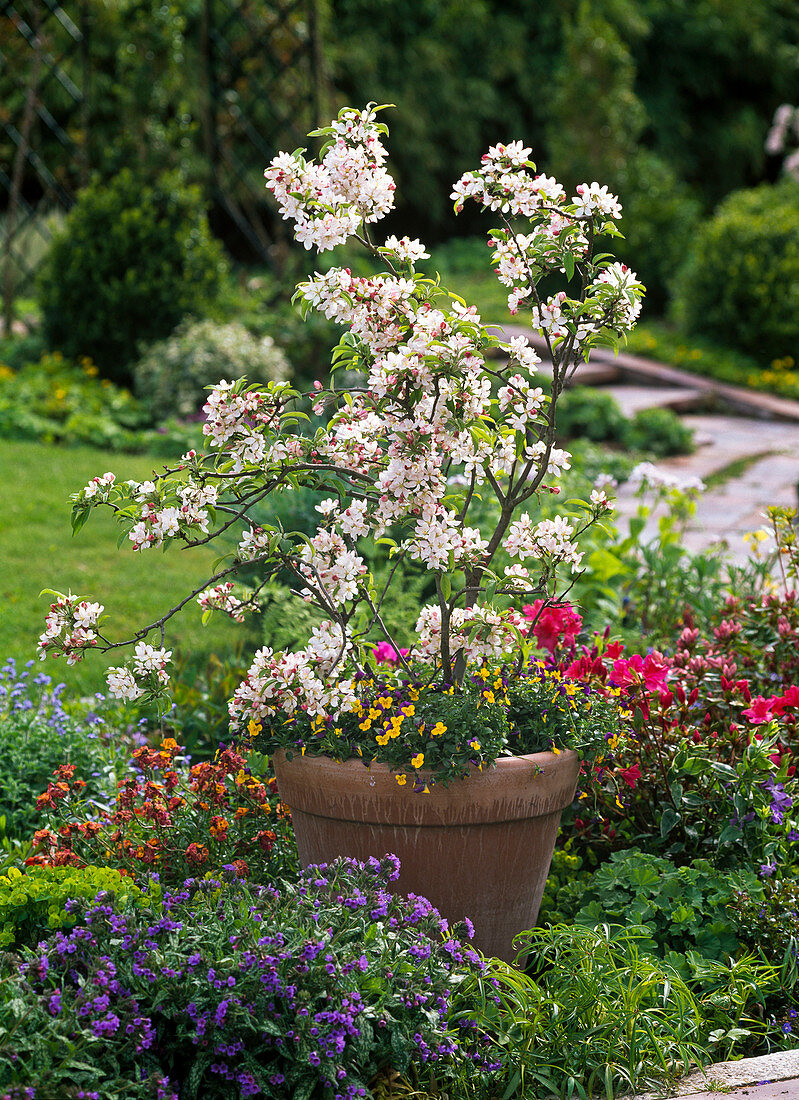 Malus 'Pom Zai' (ornamental apple) underplanted with Viola cornuta