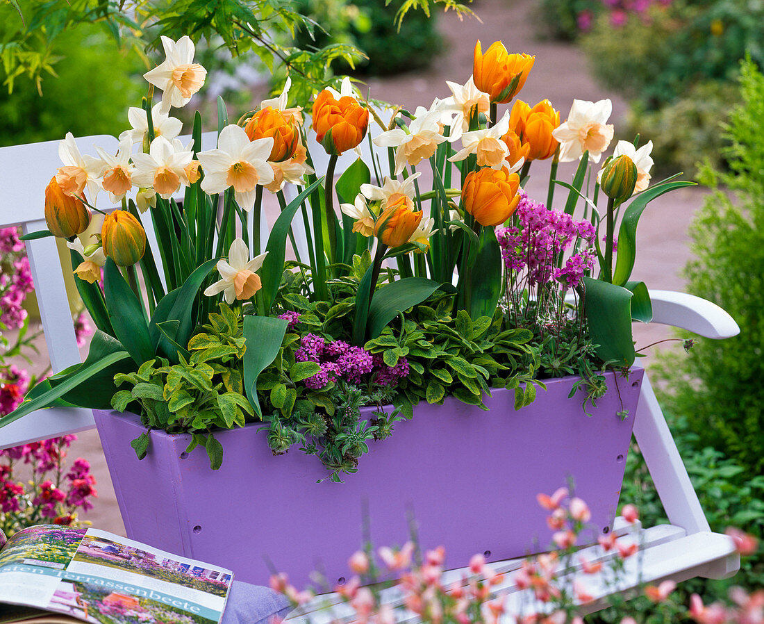 Tulipa 'Freeman' (Double tulips), Narcissus 'Kate Heath'