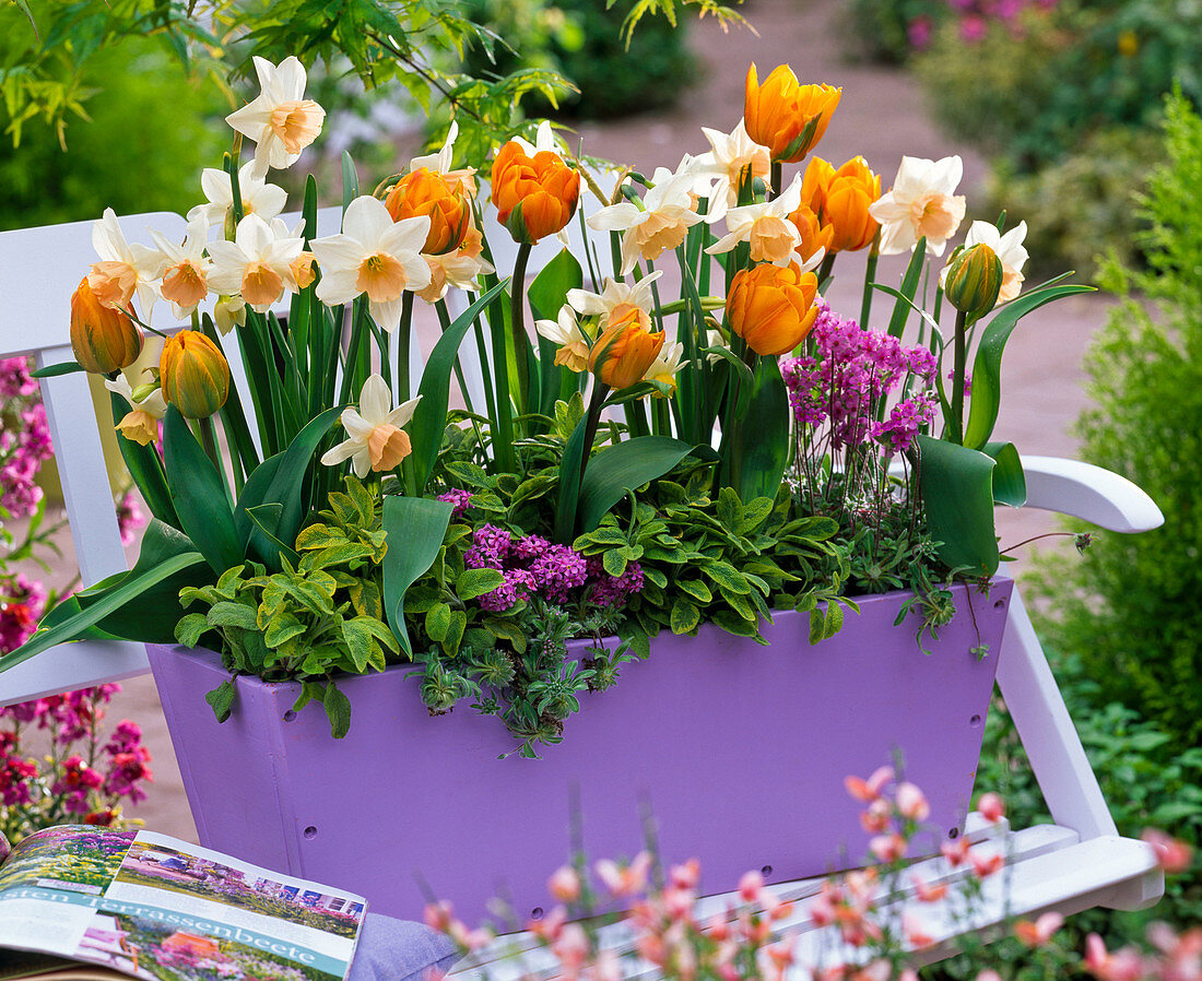 Tulipa 'Freeman' (gefüllte Tulpen), Narcissus 'Kate Heath'