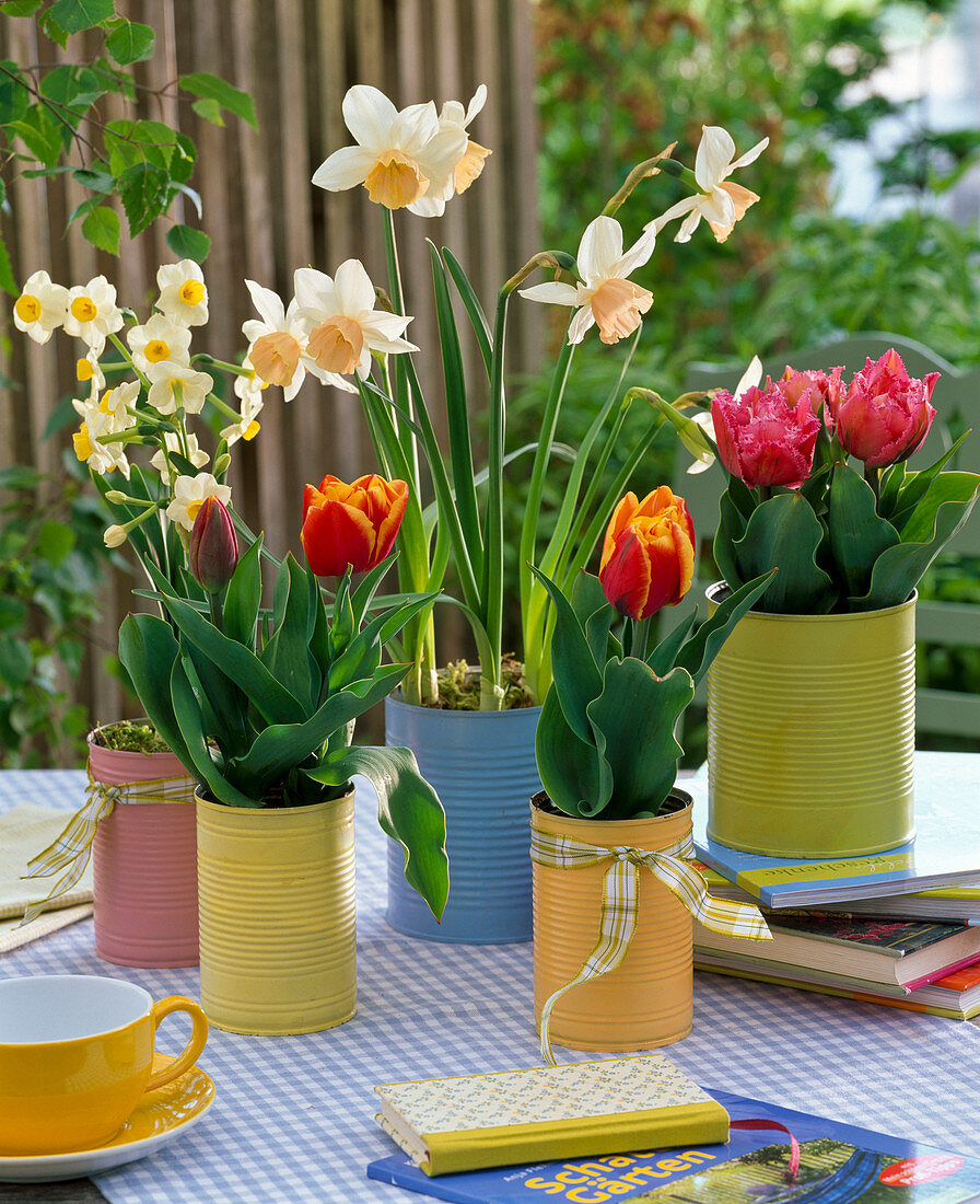 Narcissus 'Avalanche' 'Kate Heath' (daffodils), Tulipa