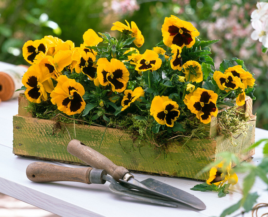 Viola wittrockiana 'Yellow With Blotch' (Pansy)