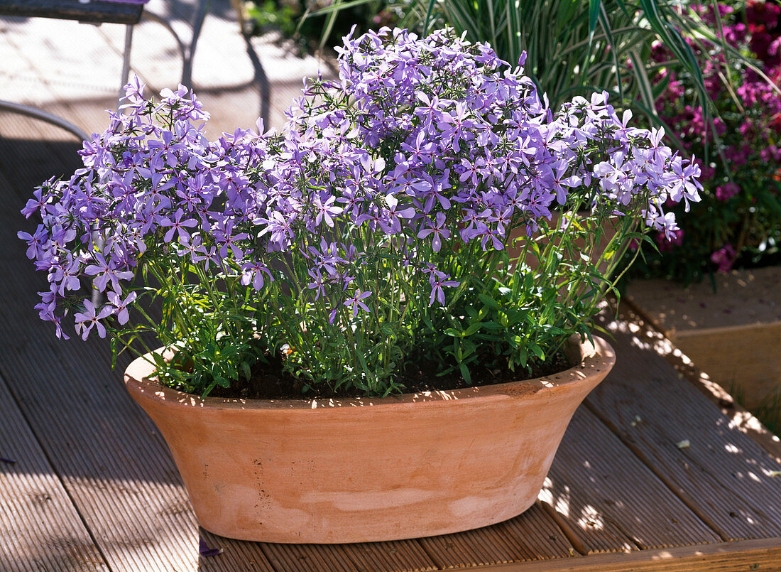 Phlox divaricata 'Clouds of Perfume' (wood phlox)